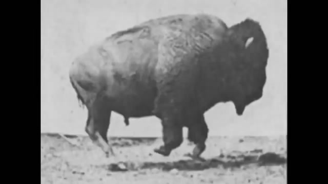 American Bison Running (1883) Eadweard Muybridge