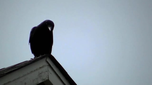 IECV NV #39 - 👀 Crow On The Roof, & White Crowned Sparrow On A Light 5-24-2014