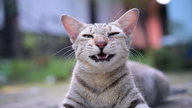 Caring for Your Cat Every Day