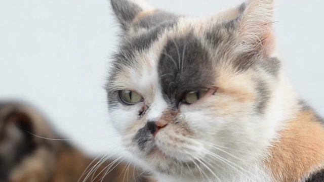 Keeping Your Cat Happy and Healthy