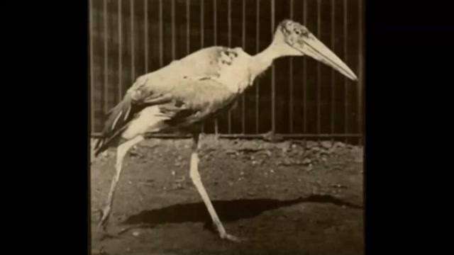 Adjutant Walking (1887) Eadweard Muybridge