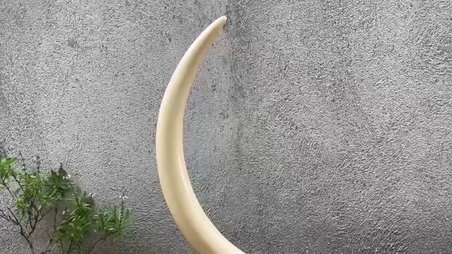 (a)Mammoth Ivory Carving — Skinned, Unadorned Tusk — Decorative Ornament