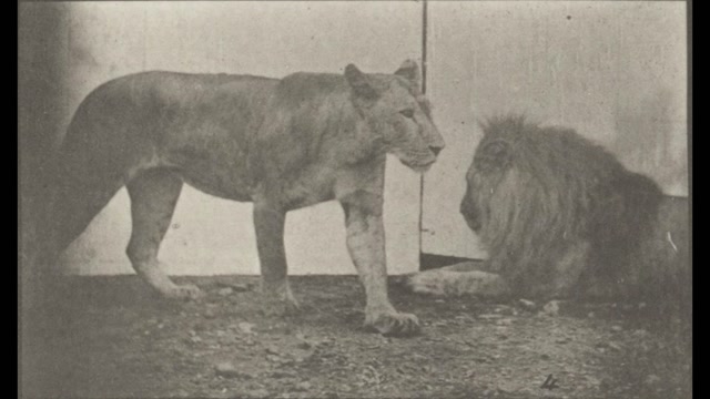 Lioness Walking and Lion Laying Down (1887) Eadweard Muybridge