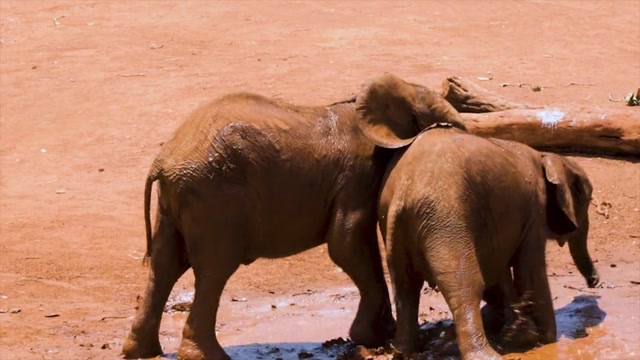 Gentle Giants: Amazing Elephants