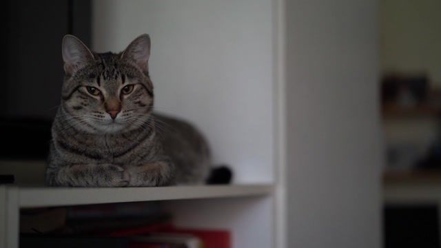 Caring for Your Cat with Ease