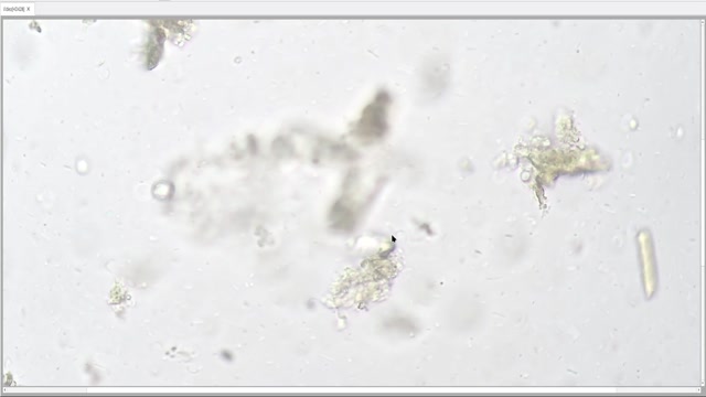 wild Brew of leftover PZI+HydrogenPeroxide and some clorela and Gren Barley for approx 24h