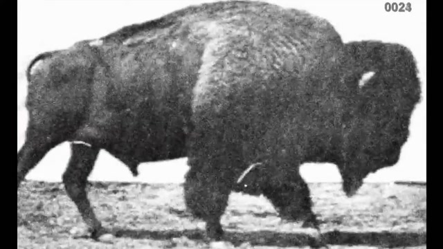 Buffalo Walking (1883) Eadweard Muybridge