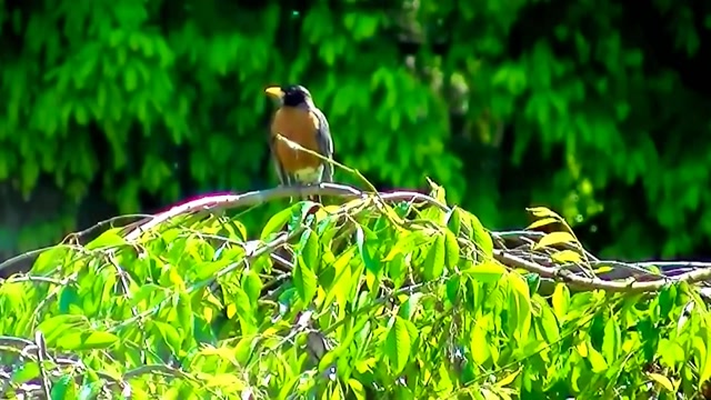 IECV NV #32 - 👀 American Robin on A Neighbor's Weeping Willow Tree & A Starling 5-23-2014