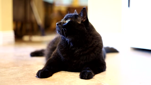Keeping Your Cat Engaged and Healthy