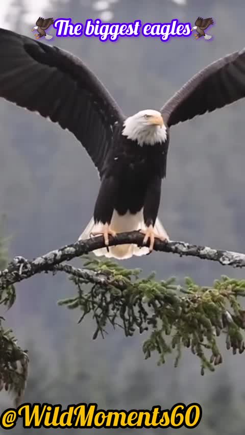 Majestic Eagles in Action – WildMoments Short Video🦅🦅