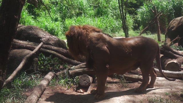 The Powerful Lion: Pride of the Savanna