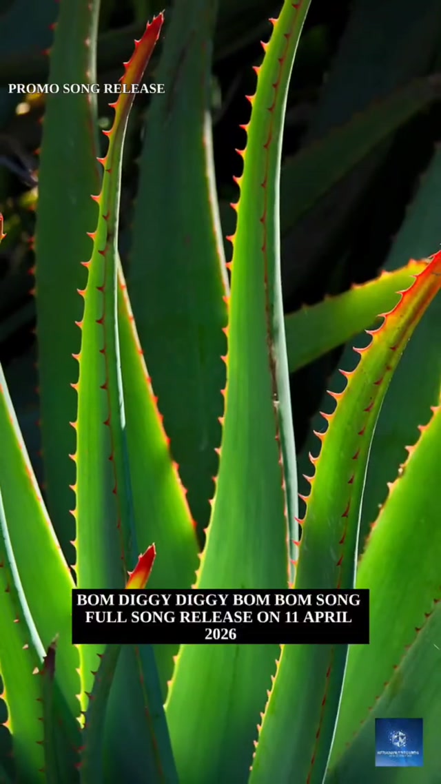 BOM DIGGY DIGGY BOM BOM | PROMO SONG