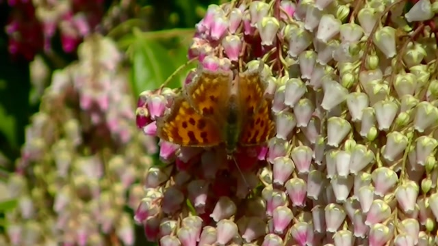IECV NV #87 - 👀 The Two Comma Butterflies 🦋🦋 3-23-2015