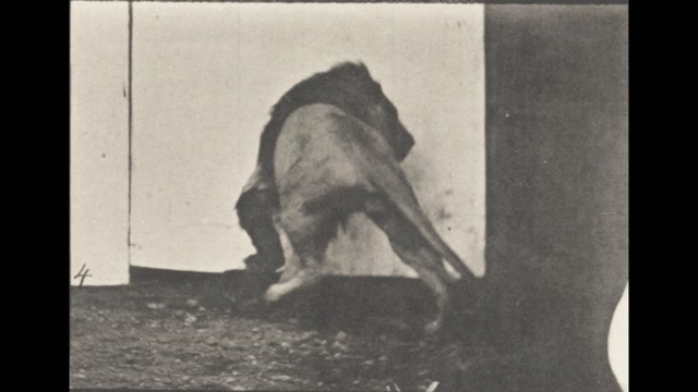 Lion Walking and Turning Around 2 (1887) Eadweard Muybridge