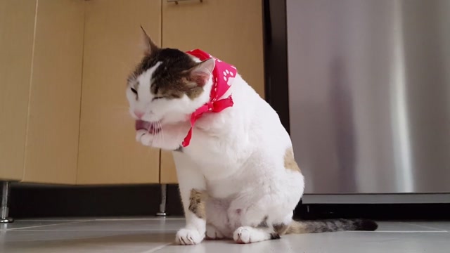 Everything You Need to Know About Cats