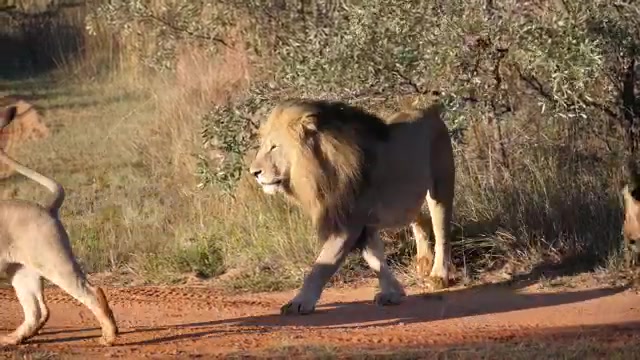 Majestic Lions: Kings of the Savanna