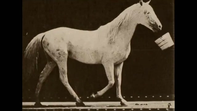 Light Gray Horse Walking with a Bucket in Mouth (1884) Eadweard Muybridge