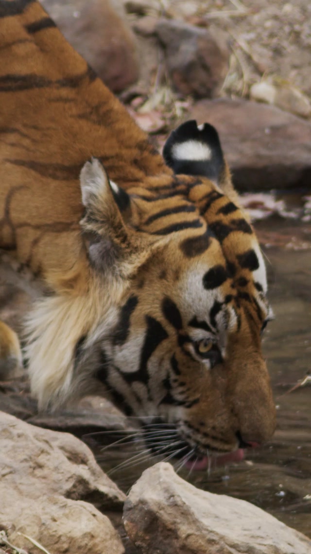 The Majestic Tiger: Stripes of Power