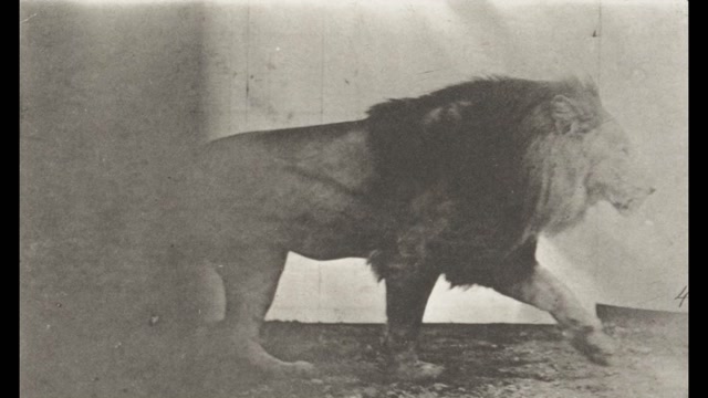 Lion Walking 2 (1887) Eadweard Muybridge