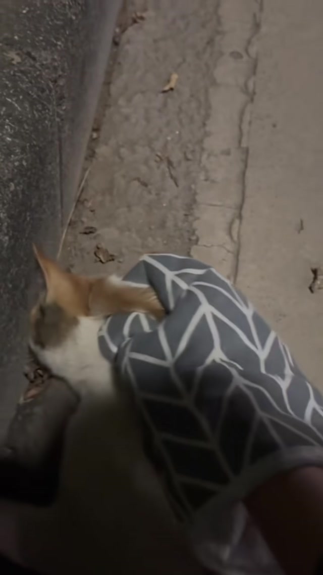 H2703001_Found cat die in my hand.#cat #animalrescue