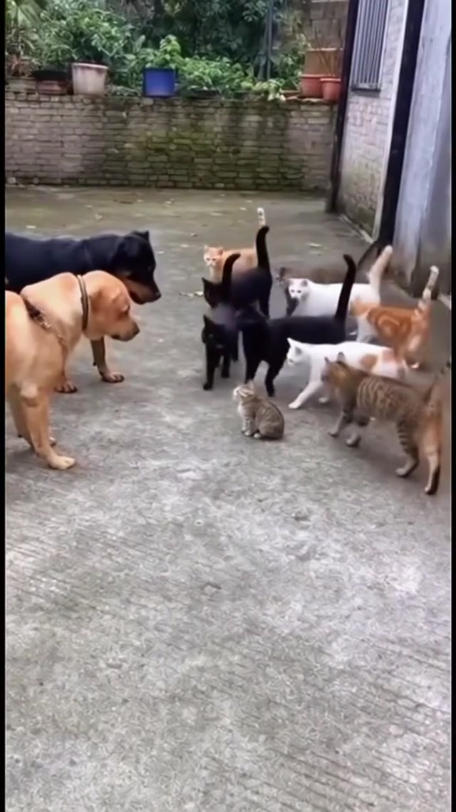 Adorable kittens. Funny funny videos with cats. Cute cats.