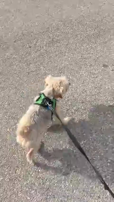 It’s warm let’s go for a walk