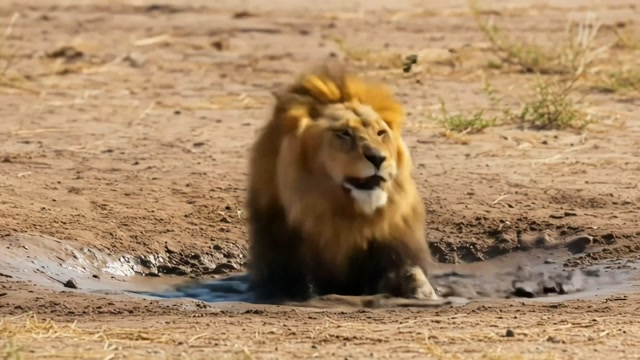 LION RESCUE FROM QUICKSAND PIT