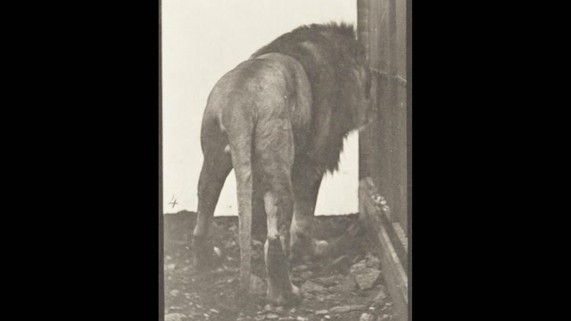 Lion Walking and Turning Around (1887) Eadweard Muybridge