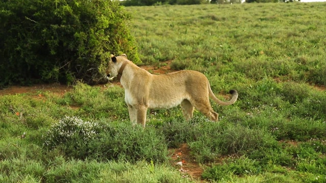 The King of the Jungle: Lion