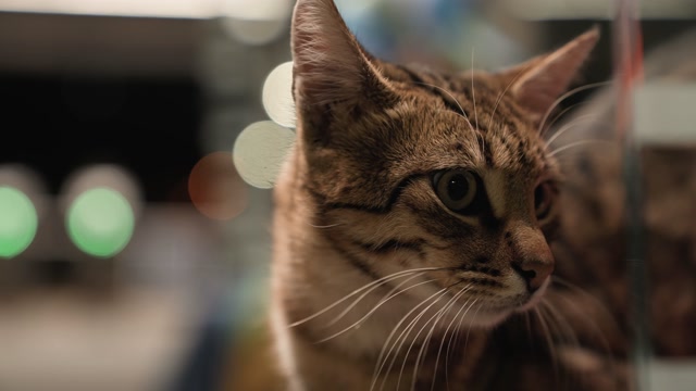 Caring for Your Cat with Ease