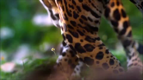 Nahko Bear Aloha Ke Akua,