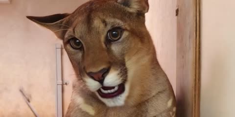  The Ultimate Survival Guide to Wit