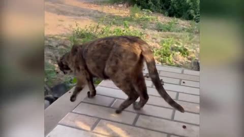 Cats mayhem - CAT BRAIN·exe