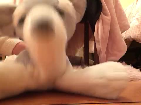 Introducing Lea the husky!