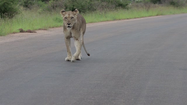 The Regal Lion: King of the Savannah