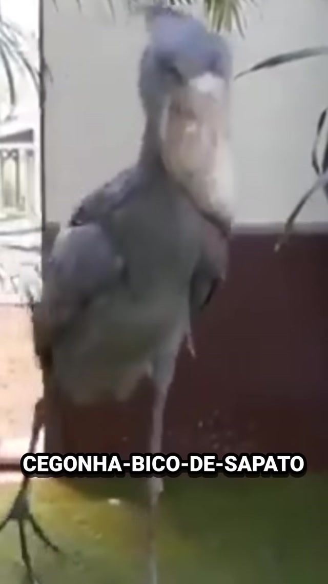 4 pássaros de cantos assustadores 4 Birds With Scary Sounds” 🐦😱