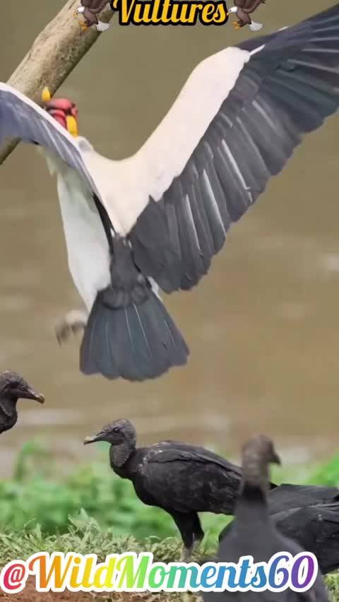 Peaceful Life of Vultures by the Lake and Forest | Nature Calm Video🦤🦤🦤