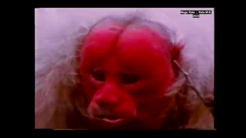 Coleção Planeta Vivo - Vol. 1: A Floresta Amazônica (HD)