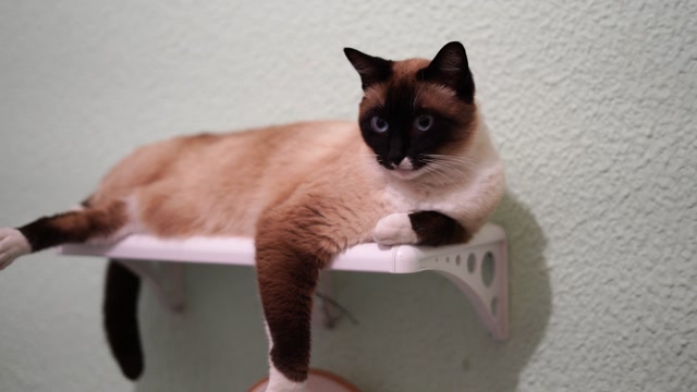 Caring for Your Cat with Love