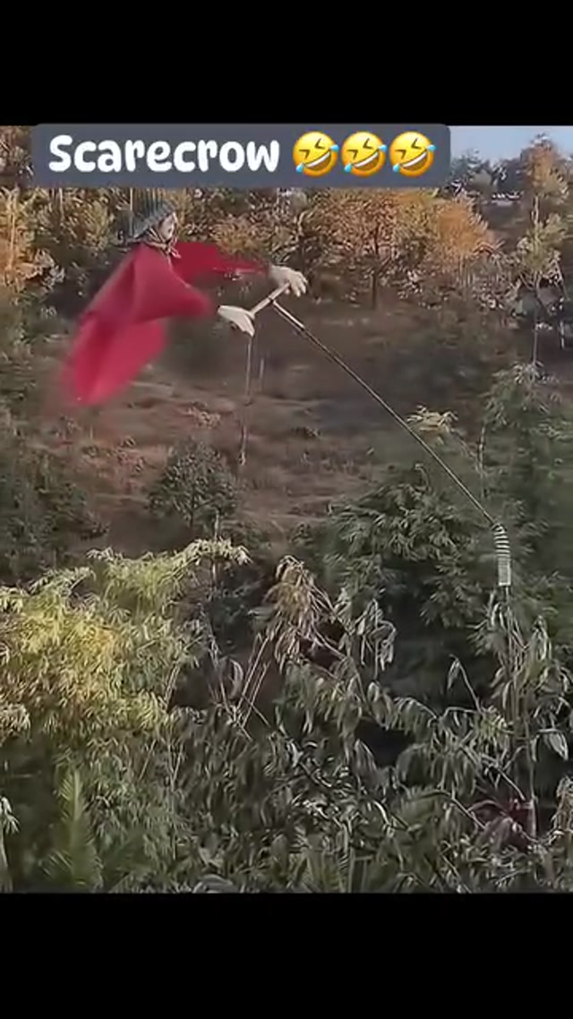 Excellent Scarecrow in a field 