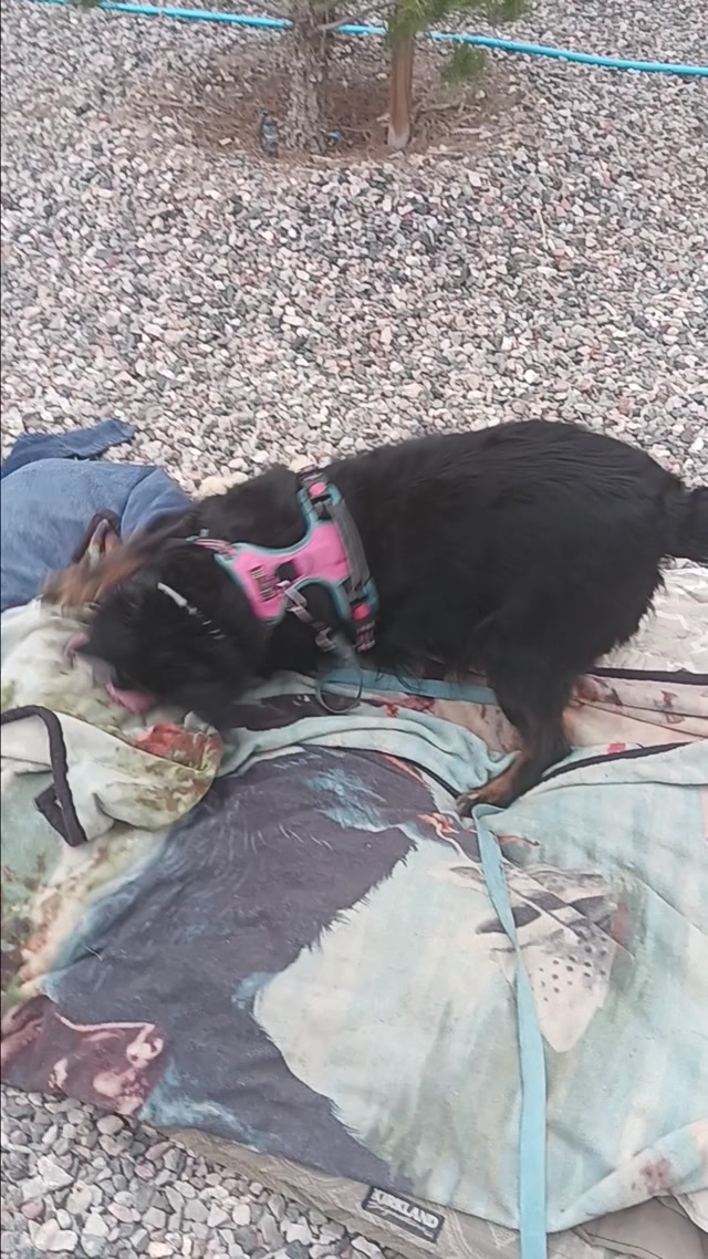 Typical morning playtime with Lulu