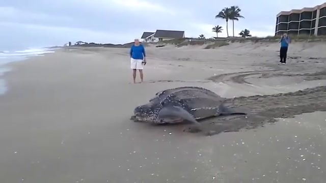 “Giant stranded turtle going to the sea.”