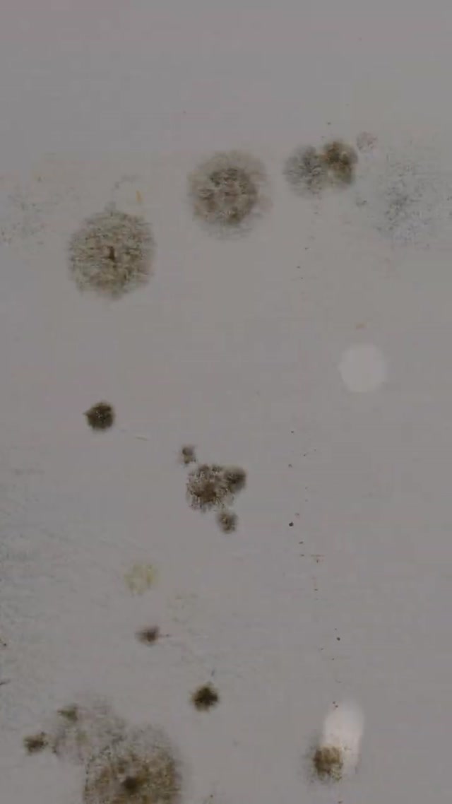 Mold Remediation Seattle WA | Fast Mold Testing & Removal Experts