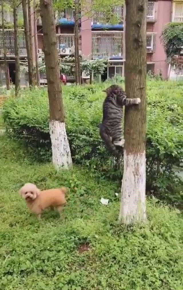 𝕐o̴g̴_(@Yoda4ever)___X_1