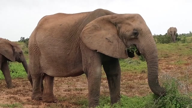 Gentle Giants: Elephants in the Wild
