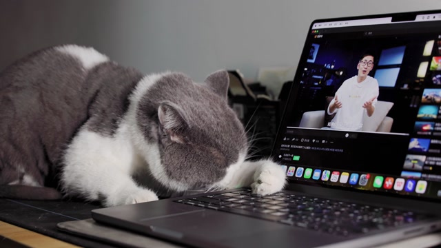 Keeping Your Cat Happy and Healthy