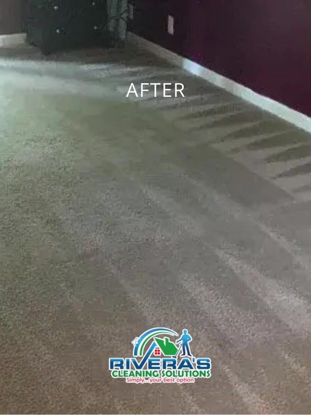 Watch This Carpet Transformation in Concord! - Satisfying Results.
