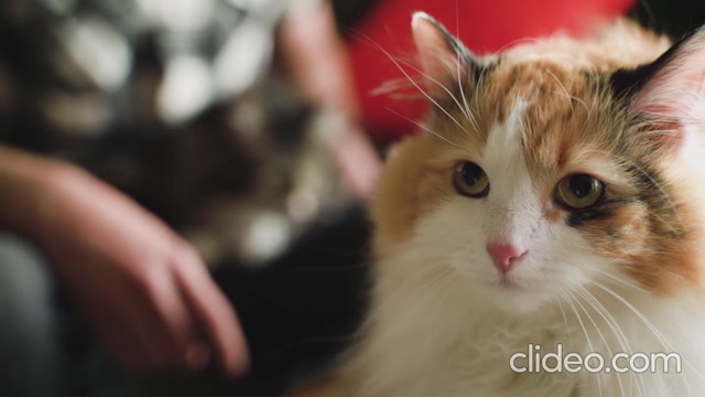 Keeping Your Cat Healthy and Happy