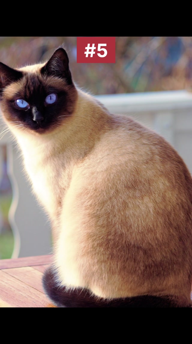 Top_5_beautiful_cats_2026.mp4