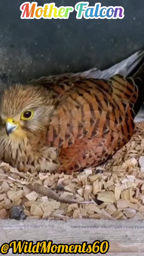 Life of a Falcon – From Eggs to First Flight | Nature Documentary